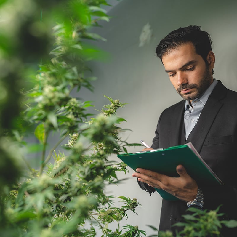 A Simply J Bookkeeping & Consulting cannabis client.